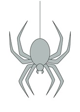 Spinne.pdf